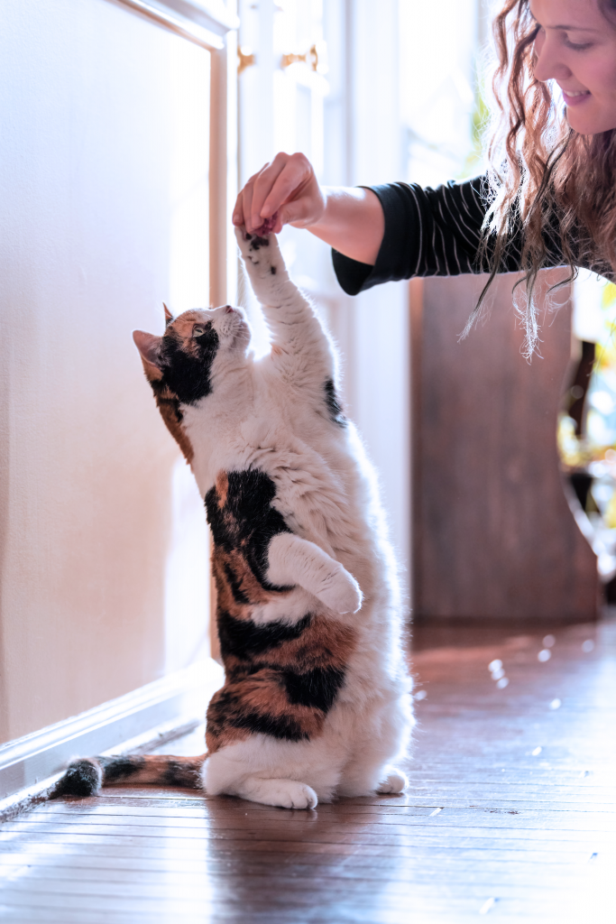 Cat reaching for treat