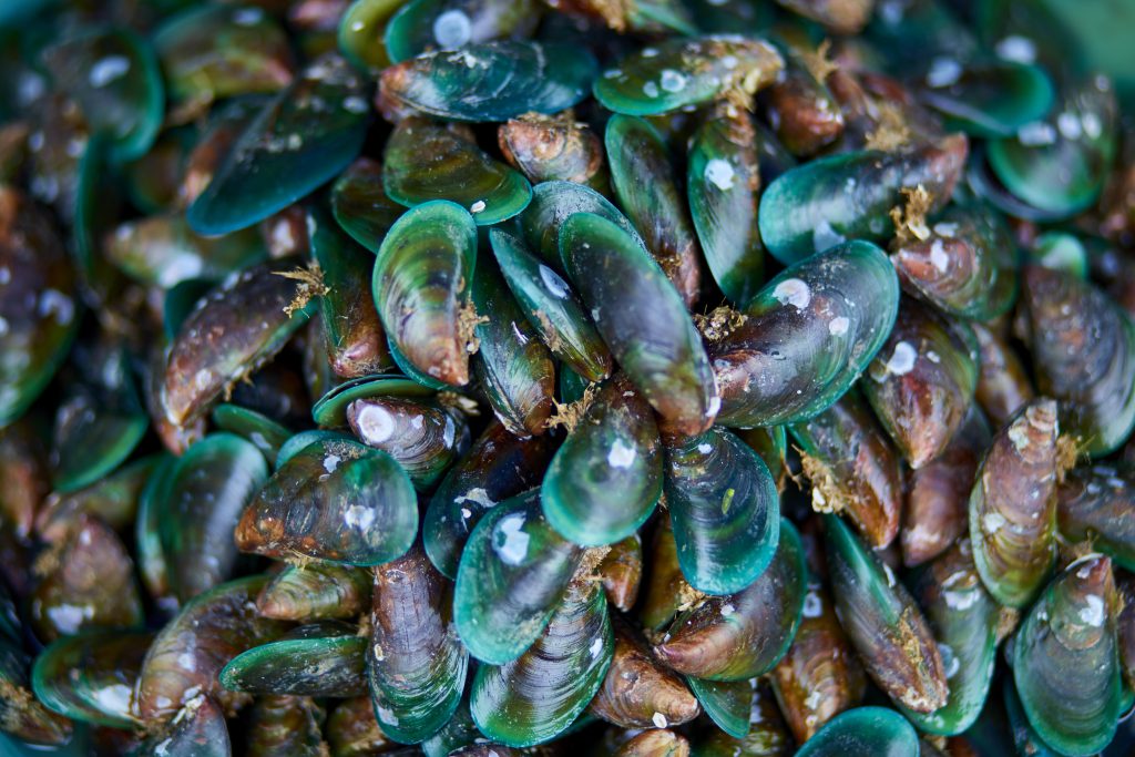 Perna canaliculus (GlycOmega™ green-lipped mussel)