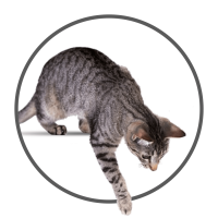 white-circle-cat-touching white-circle-cat-touching